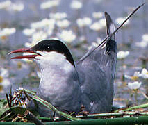 Whiskered Tern