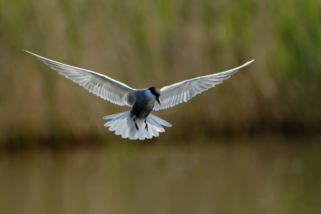 Whiskered Ternadult breeding, Flight