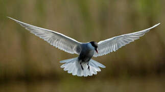 Whiskered Tern