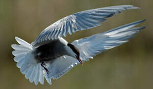 Whiskered Tern