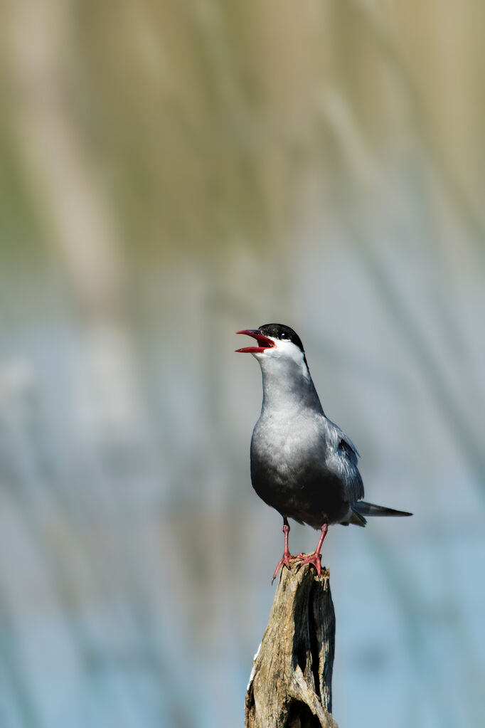 Whiskered Ternadult breeding, Behaviour