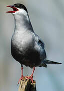 Whiskered Tern