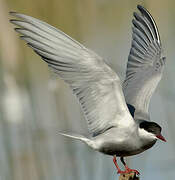 Whiskered Tern