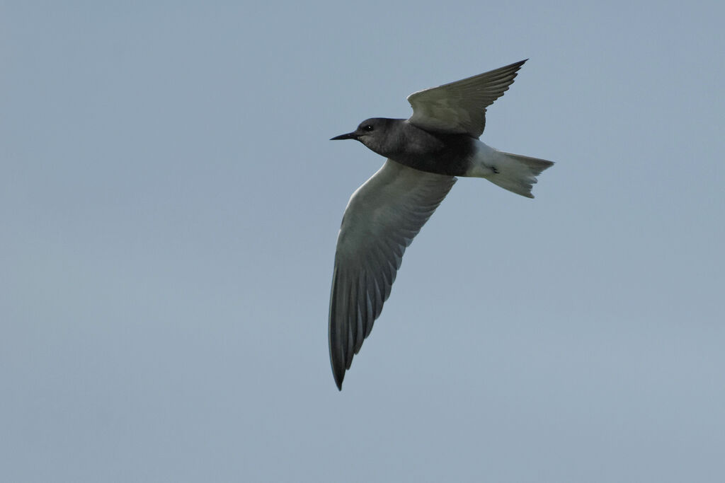 Black Ternadult breeding, Flight