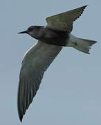 Black Tern