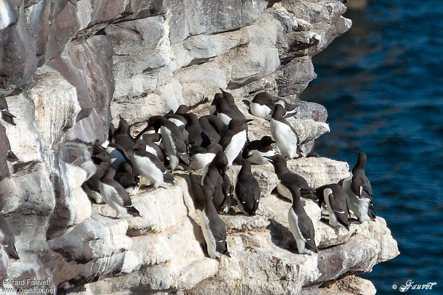 Guillemot de Troïladulte, habitat, Nidification, r. coloniale