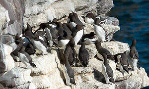 Guillemot de Troïl