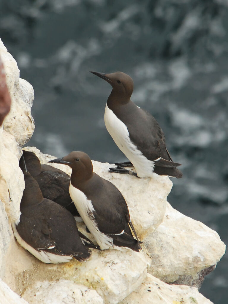 Common Murre, identification, Reproduction-nesting