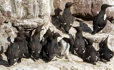 Guillemot de Troïl