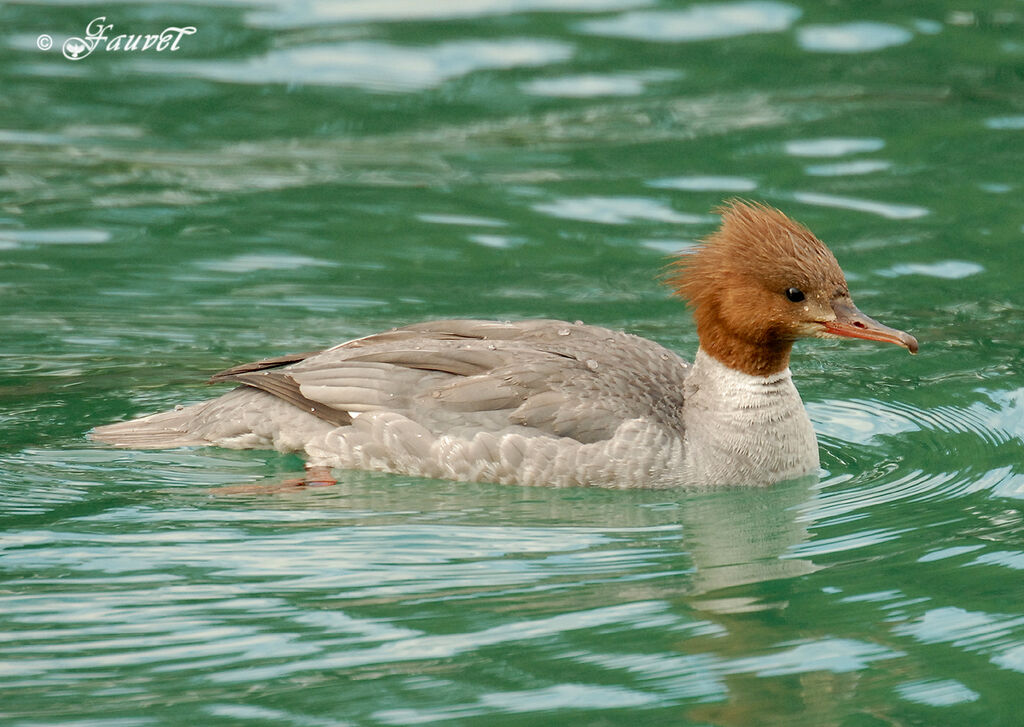 Common Merganser