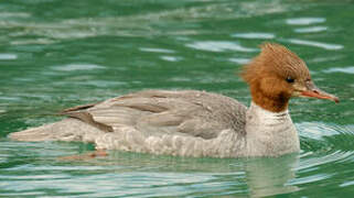 Common Merganser