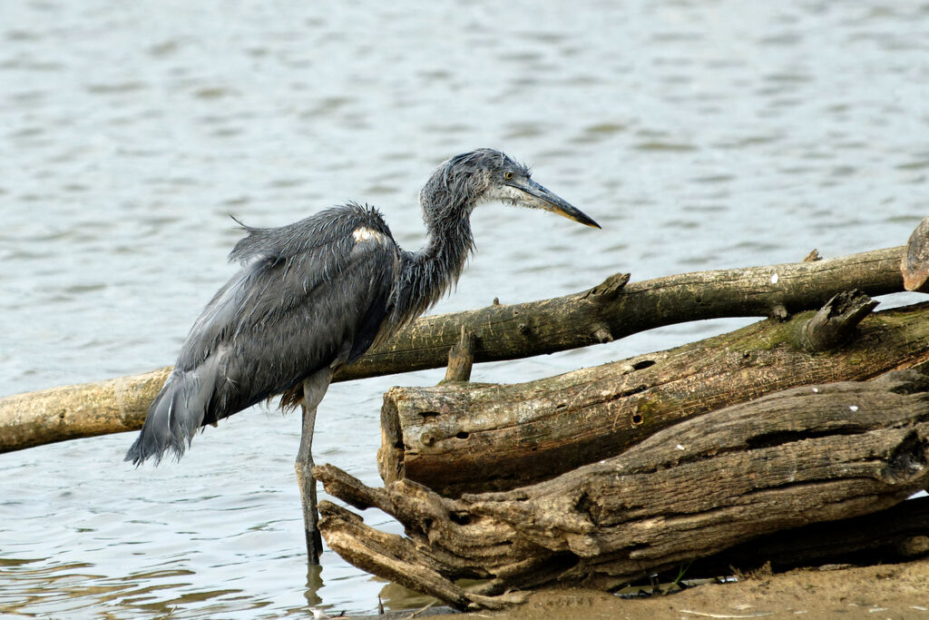 Héron cendréjuvénile, identification