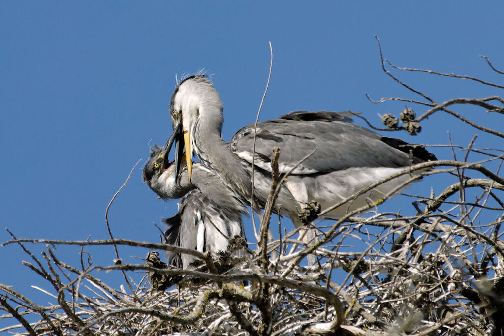 Grey Heron, Reproduction-nesting