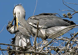 Grey Heron