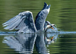 Grey Heron