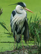 Grey Heron