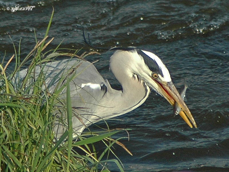 Grey Heronadult, feeding habits