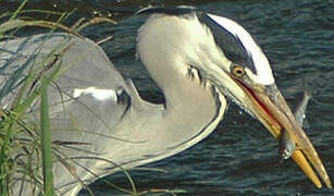 Grey Heron