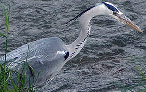 Grey Heron