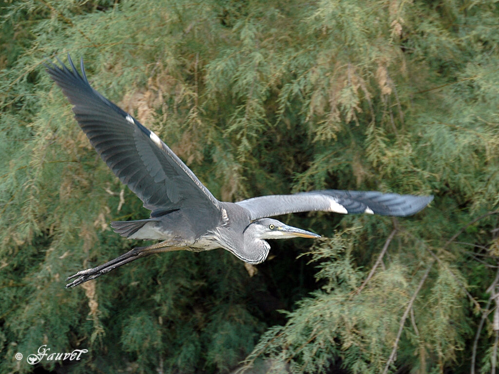 Grey Heron, Flight