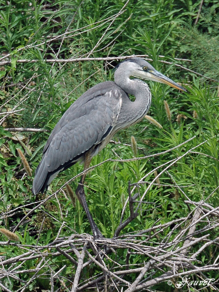 Grey Heron