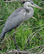 Grey Heron