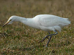 Western Cattle Egret