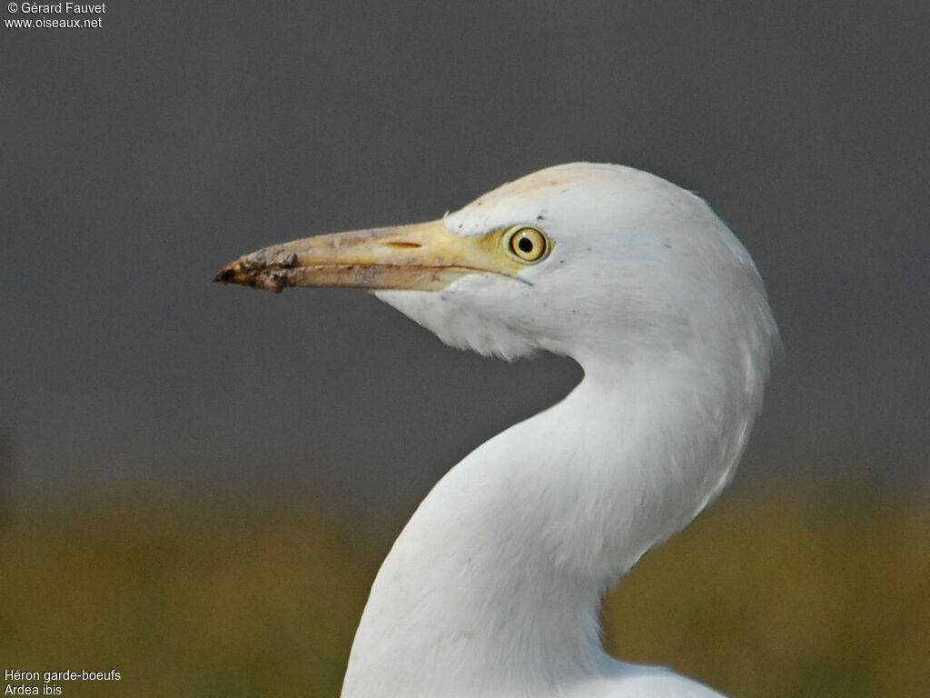 Western Cattle Egret, identification