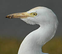 Western Cattle Egret