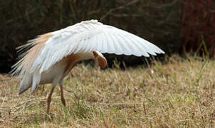 Western Cattle Egret