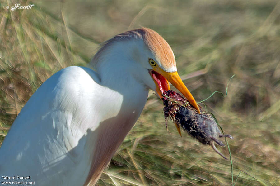 Western Cattle Egretadult, feeding habits, Behaviour