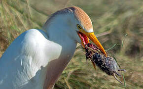 Western Cattle Egret