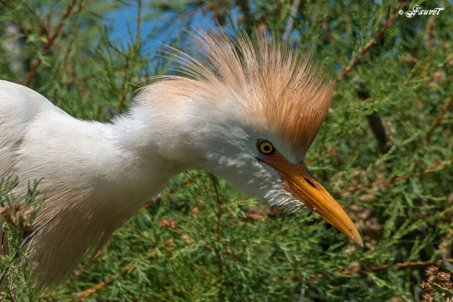 Western Cattle Egretadult, identification