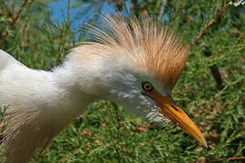 Western Cattle Egret