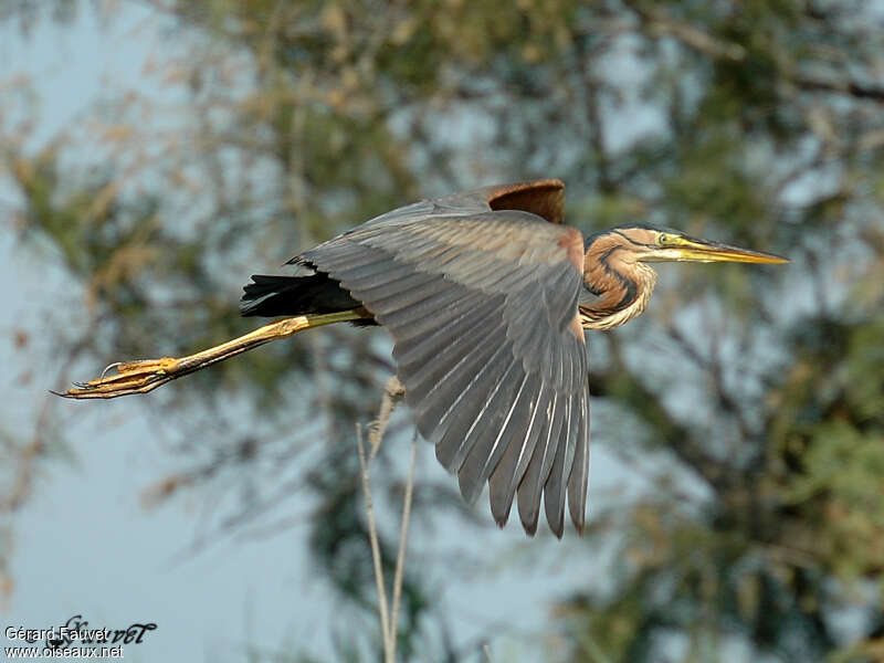 Purple Heronadult, Flight