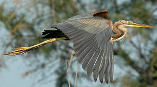 Purple Heron