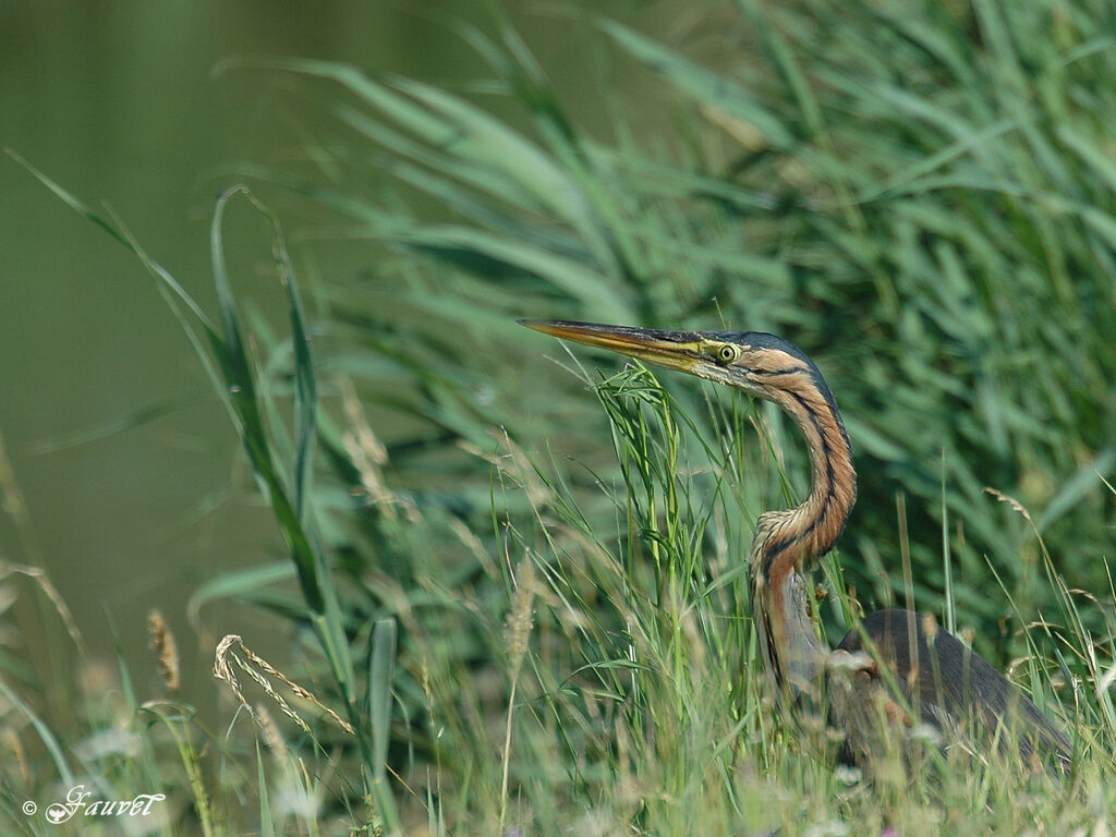 Purple Heron