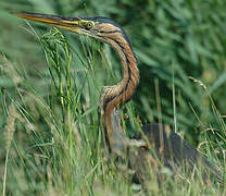 Purple Heron