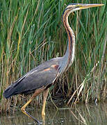 Purple Heron