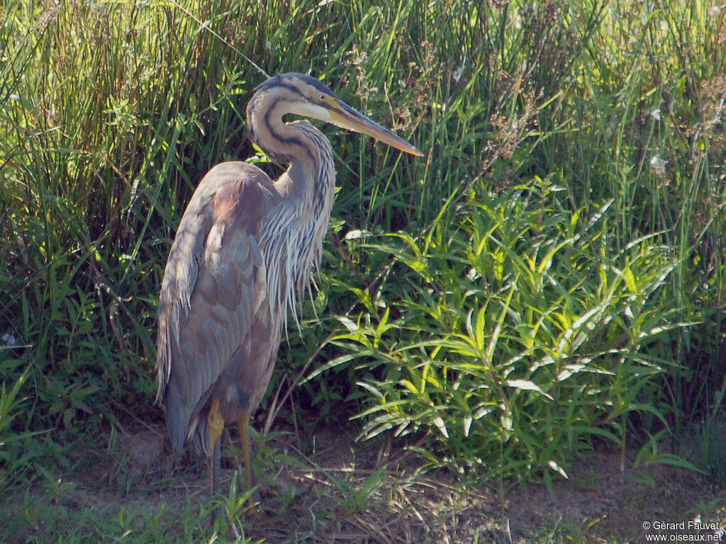 Héron pourpréadulte, identification