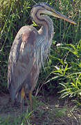 Purple Heron