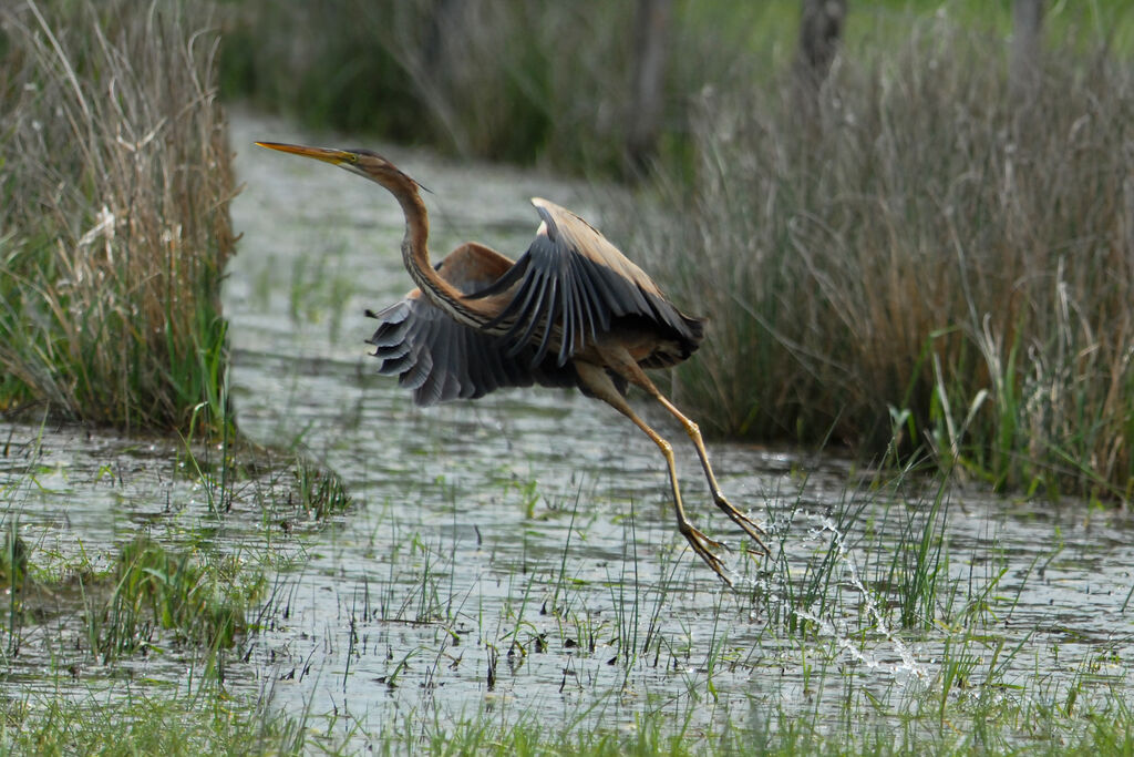 Purple Heronadult, Flight