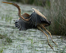 Purple Heron