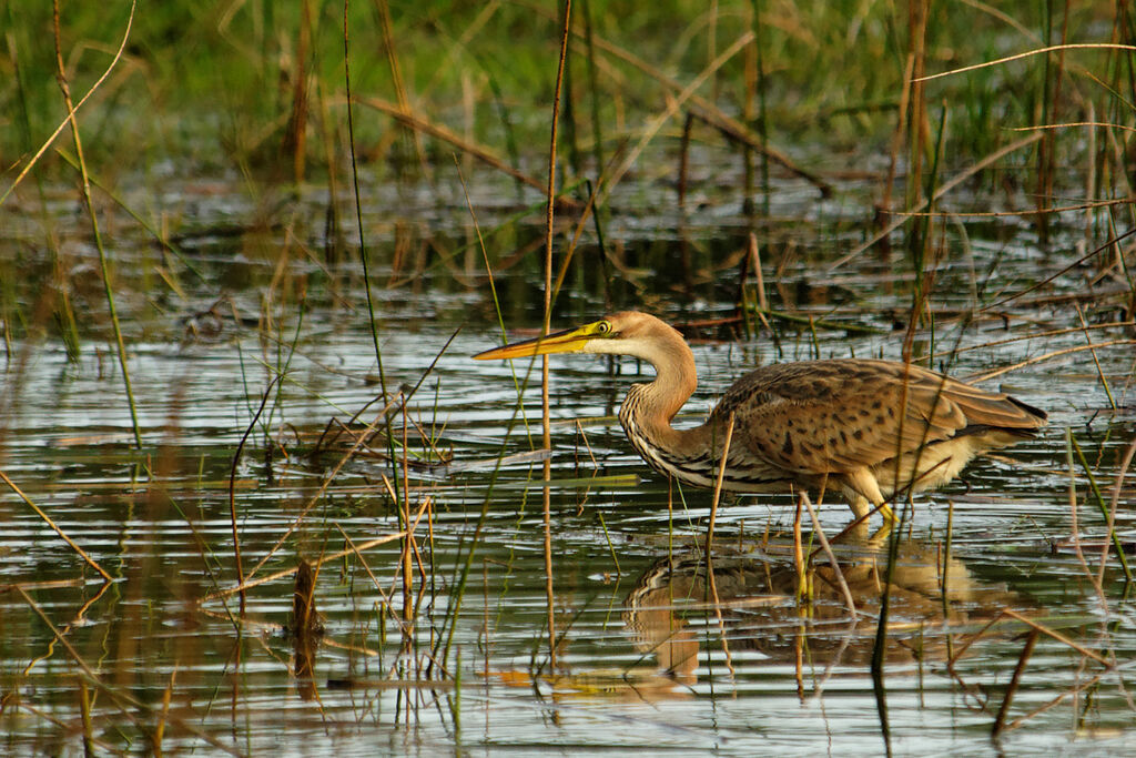 Héron pourpréimmature, identification, Comportement