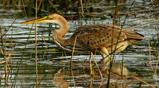 Purple Heron