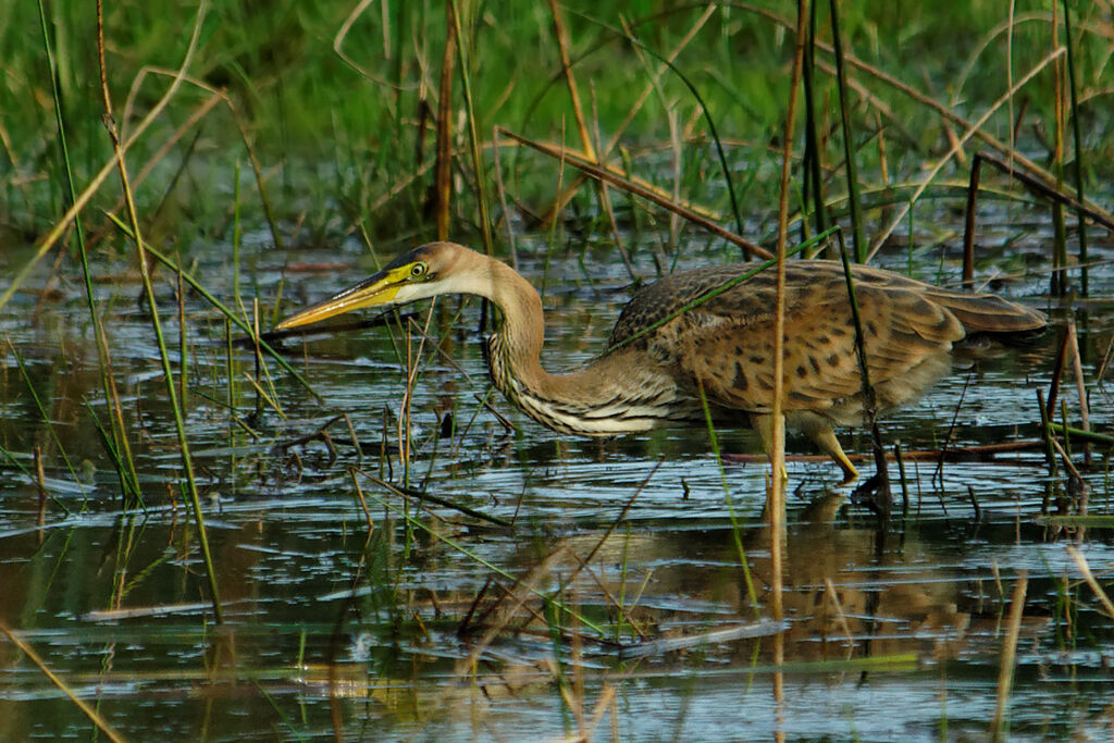 Héron pourpréimmature, identification