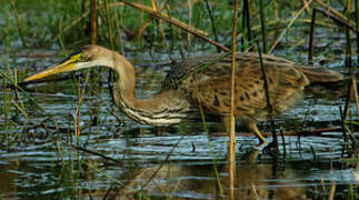 Purple Heron