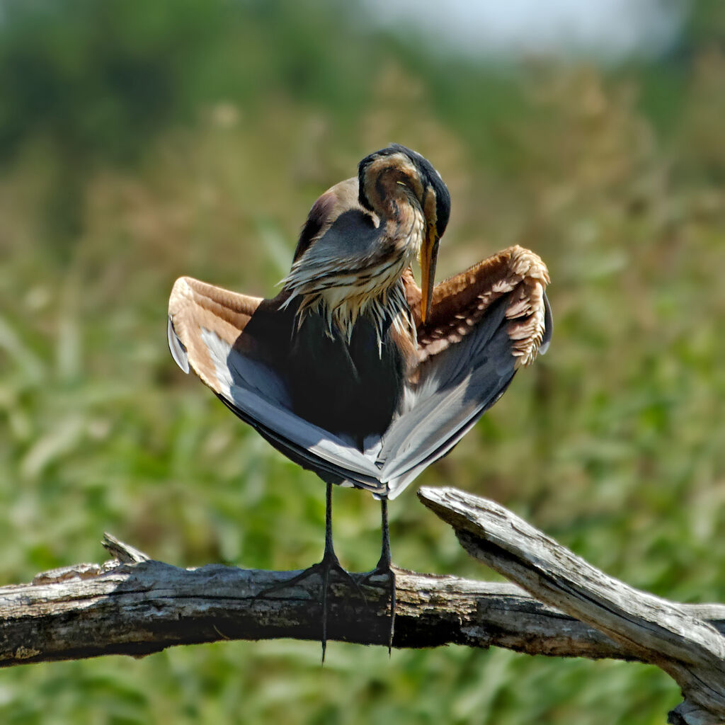 Purple Heron