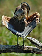 Purple Heron