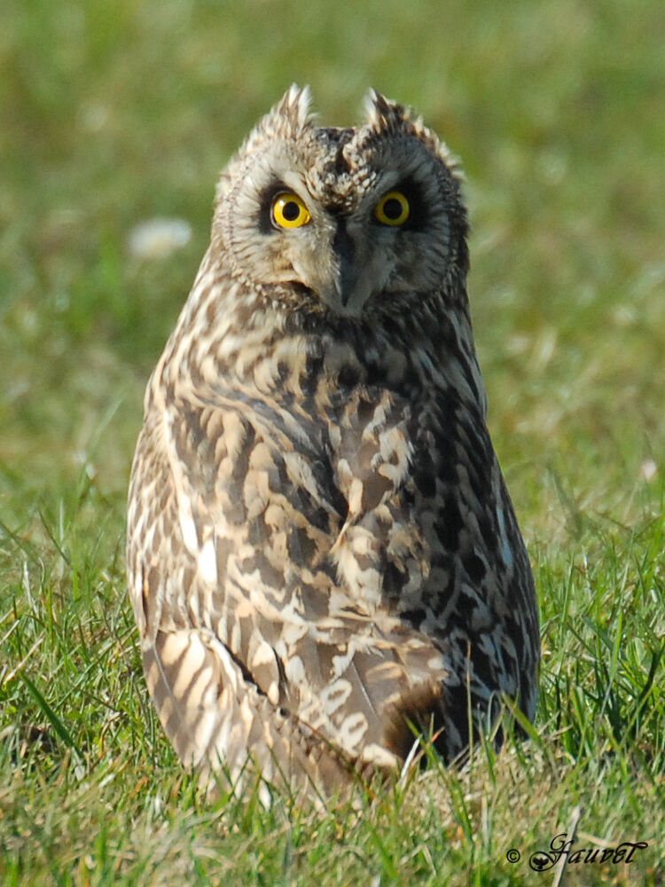 Short-eared Owl